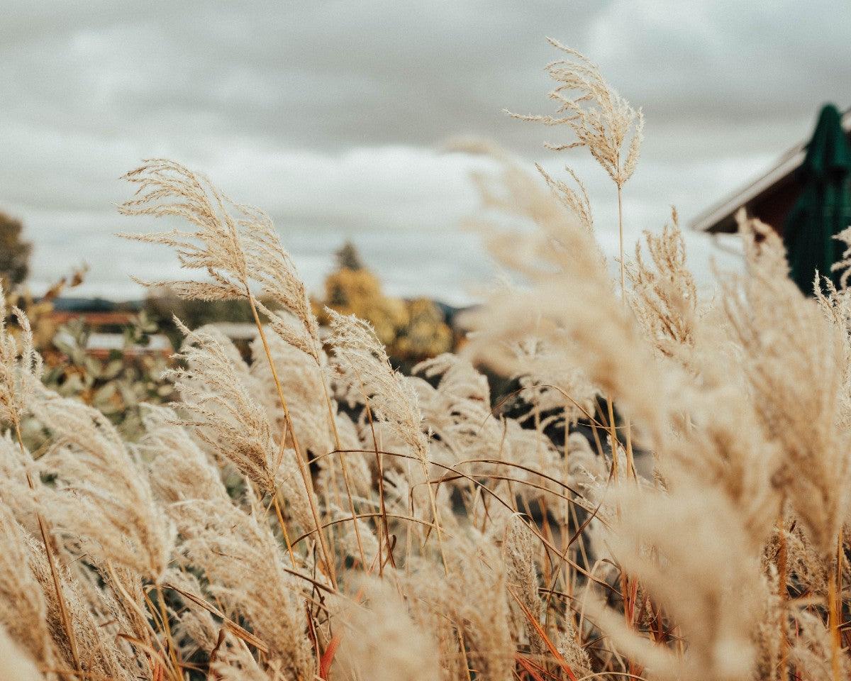 Pampas grass fills a field beside a rural house under an overcast sky