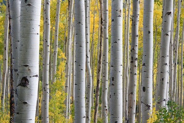 Aspen trees with white trunks and yellow autumn leaves in a forest