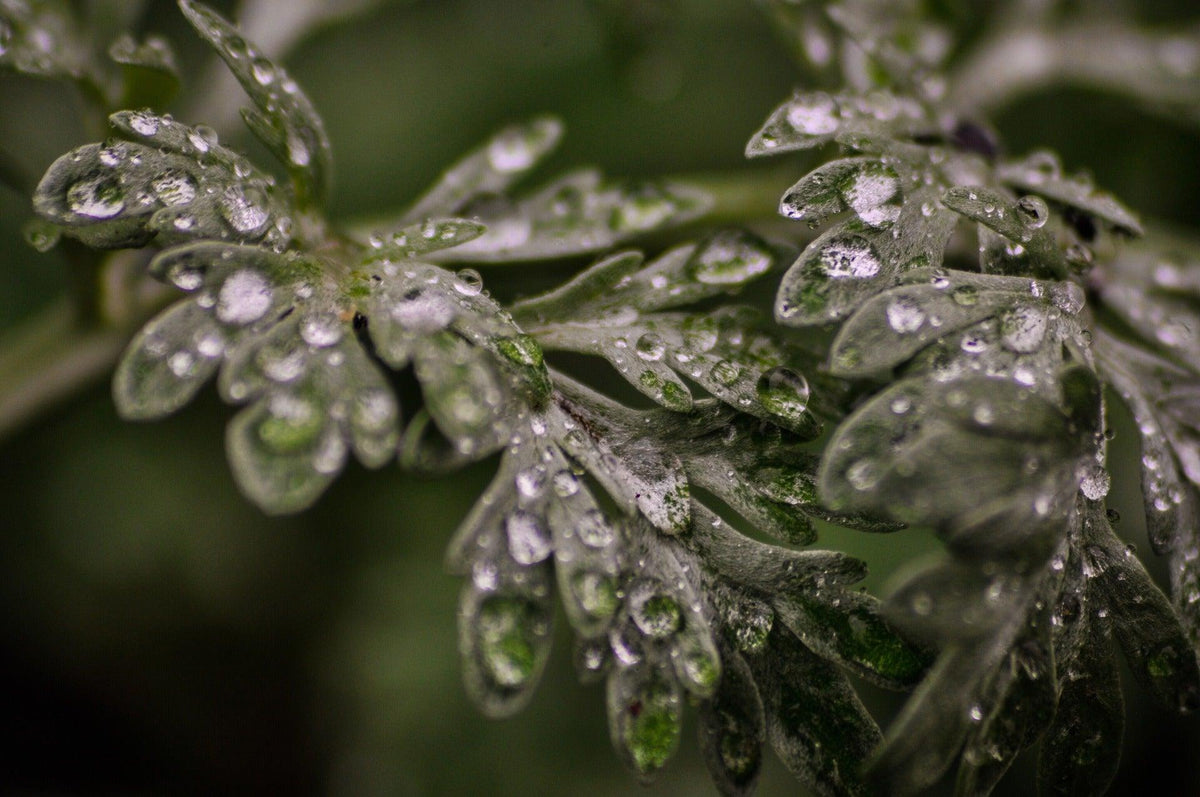 Close-up of mugwort leaves covered in water droplets against a dark green background