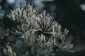 Your Guide to Choosing the Best Round Lab Pine Tree Skincare - Round Lab