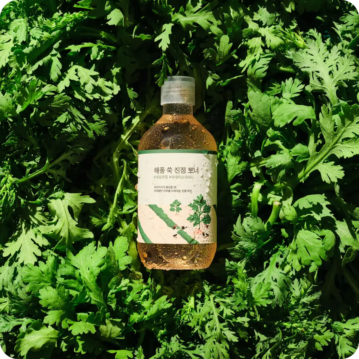 MUGWORT PURE TONER 500ml 【公式通販】 MUGWORT PURE TONER 500ml 【公式通販】